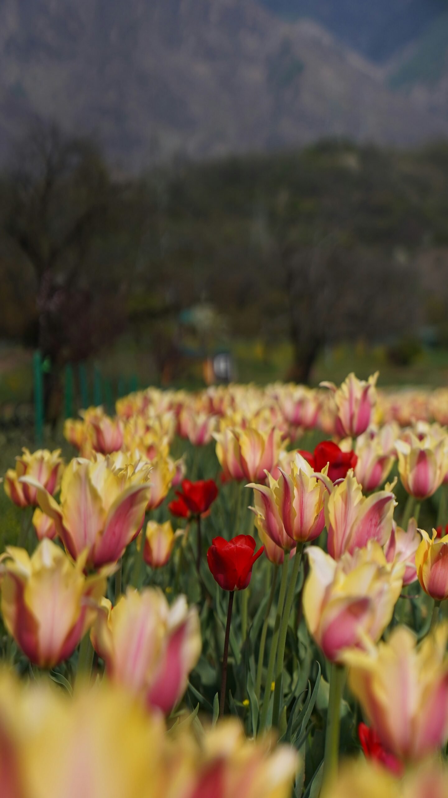 a field of red and yellow tulips with mountains in the background